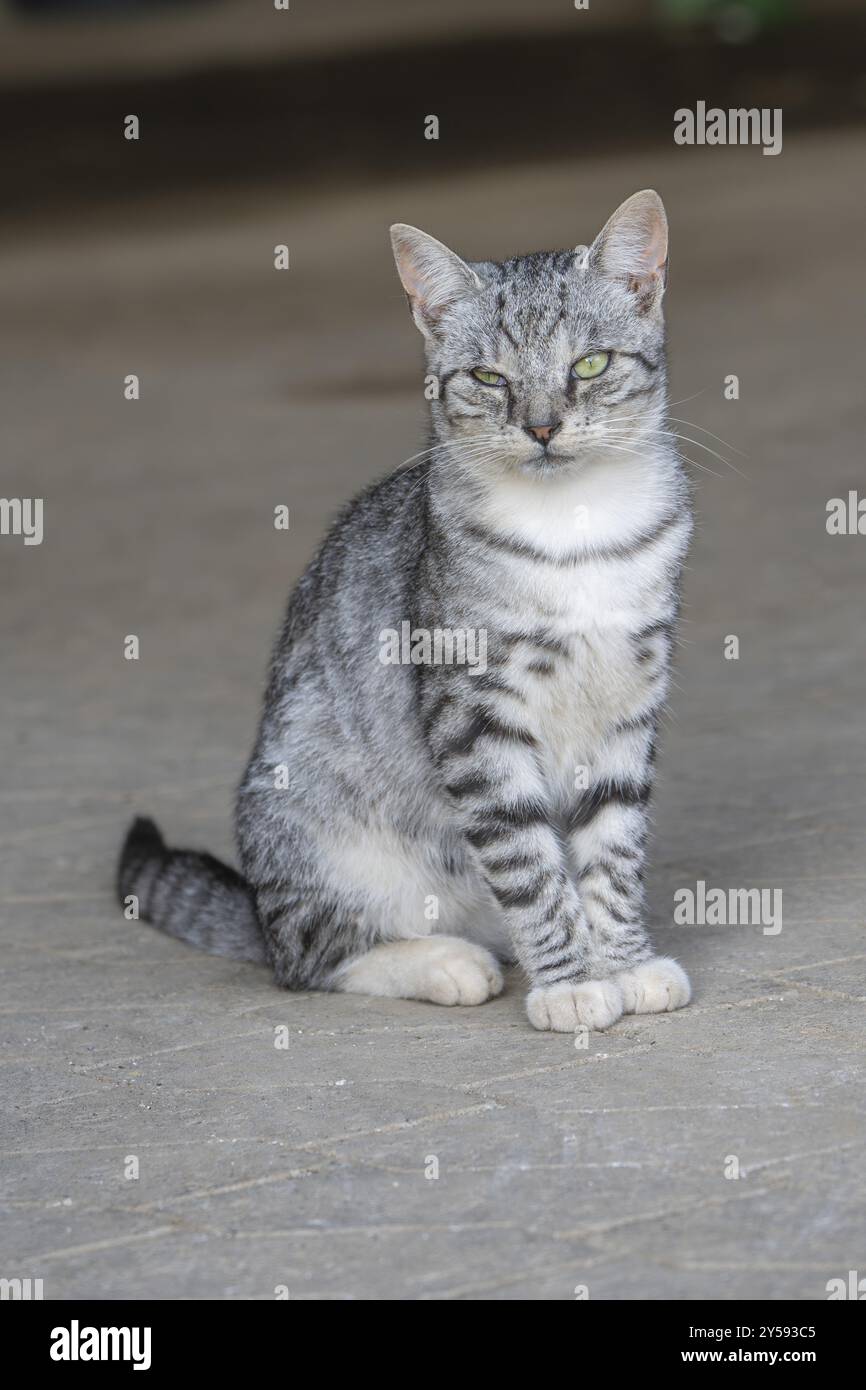 Gatto domestico, gattino di 8 settimane, Vulkaneifel, Renania-Palatinato, Germania, Europa Foto Stock