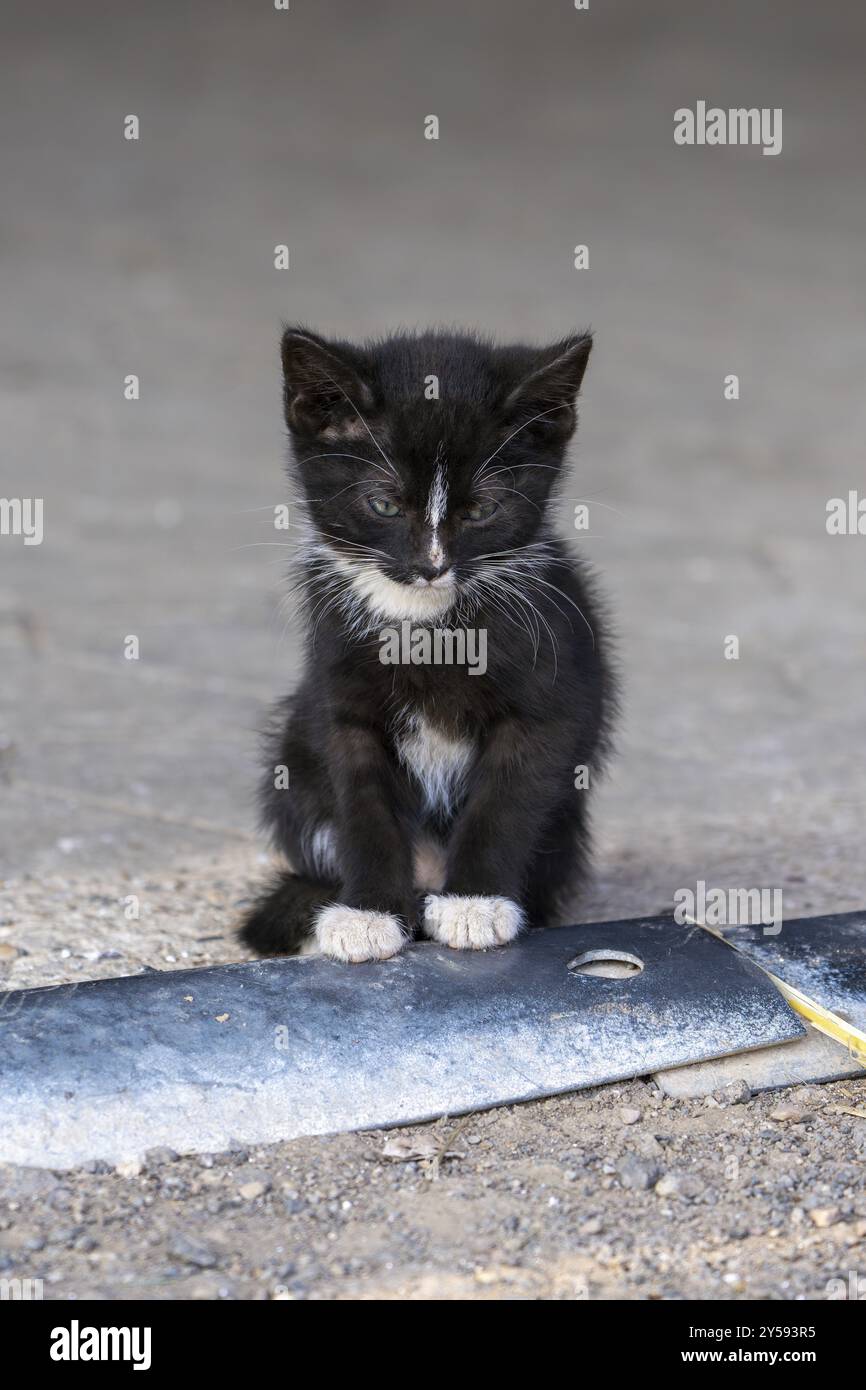Gatto domestico, gattino di 8 settimane, Vulkaneifel, Renania-Palatinato, Germania, Europa Foto Stock