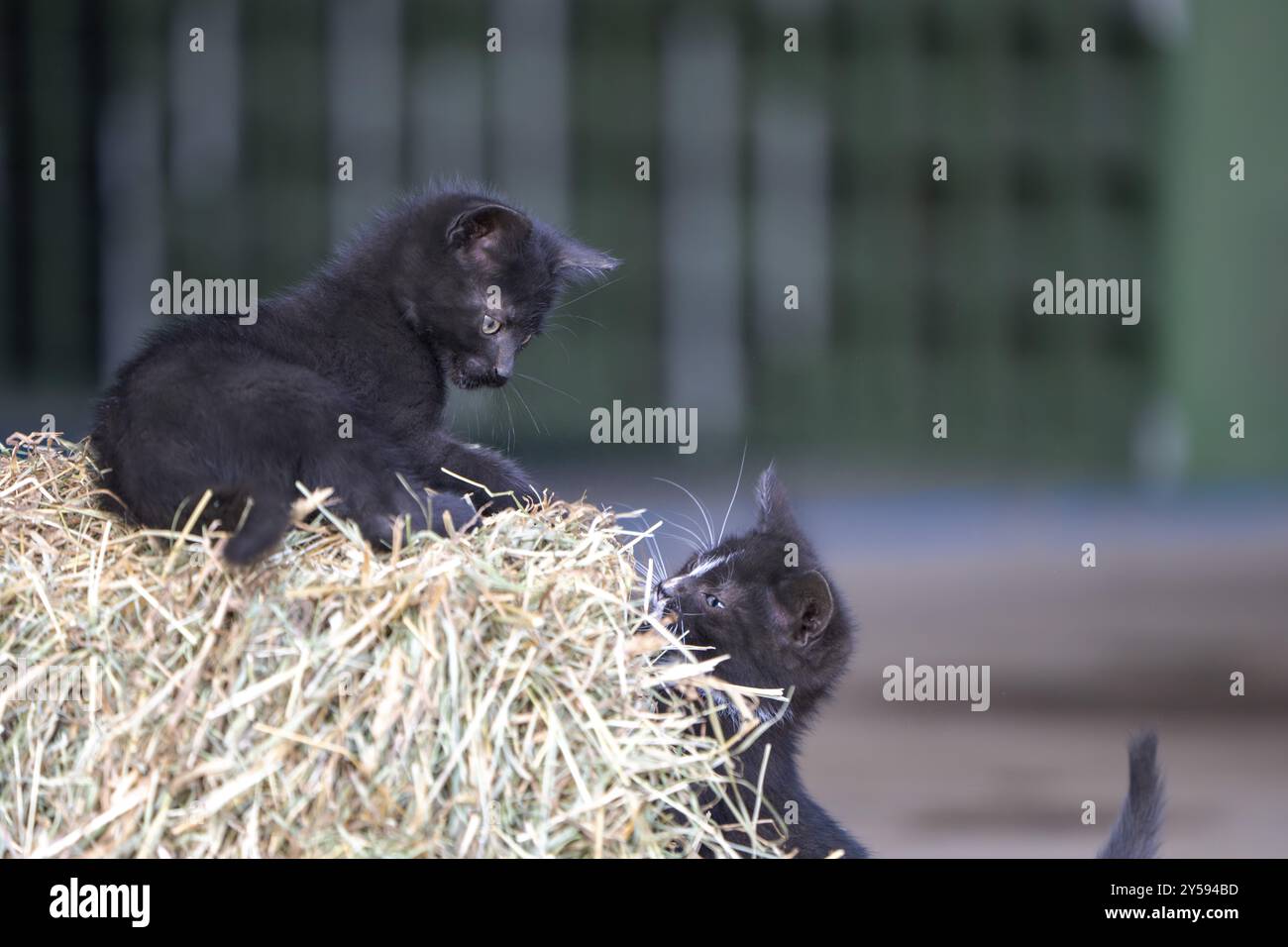 Gatto domestico, gattino di 8 settimane, Vulkaneifel, Renania-Palatinato, Germania, Europa Foto Stock
