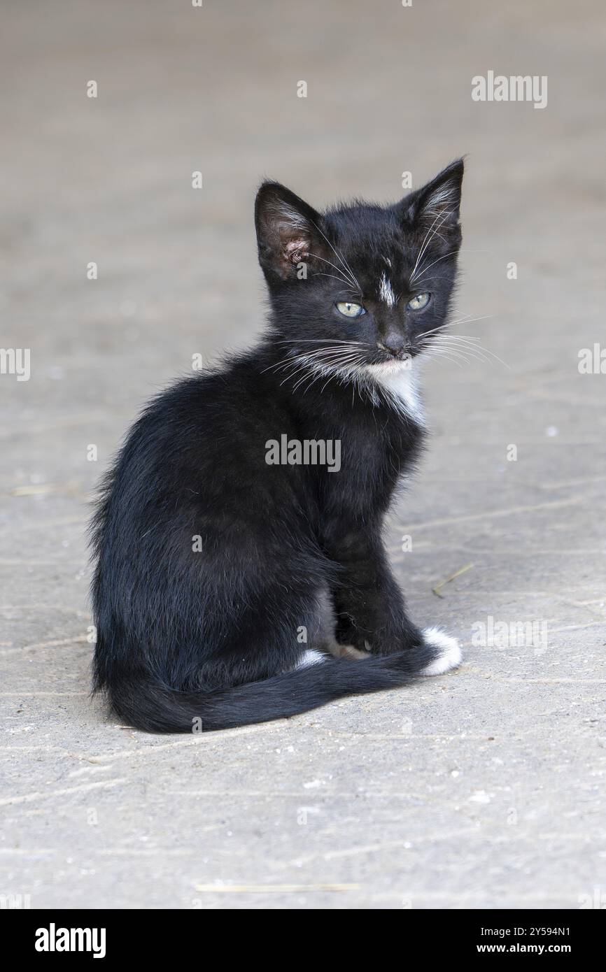 Gatto domestico, gattino di 8 settimane, Vulkaneifel, Renania-Palatinato, Germania, Europa Foto Stock