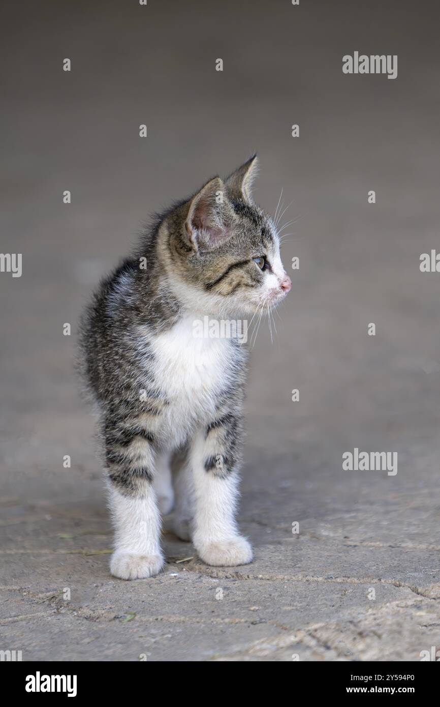 Gatto domestico, gattino di 8 settimane, Vulkaneifel, Renania-Palatinato, Germania, Europa Foto Stock