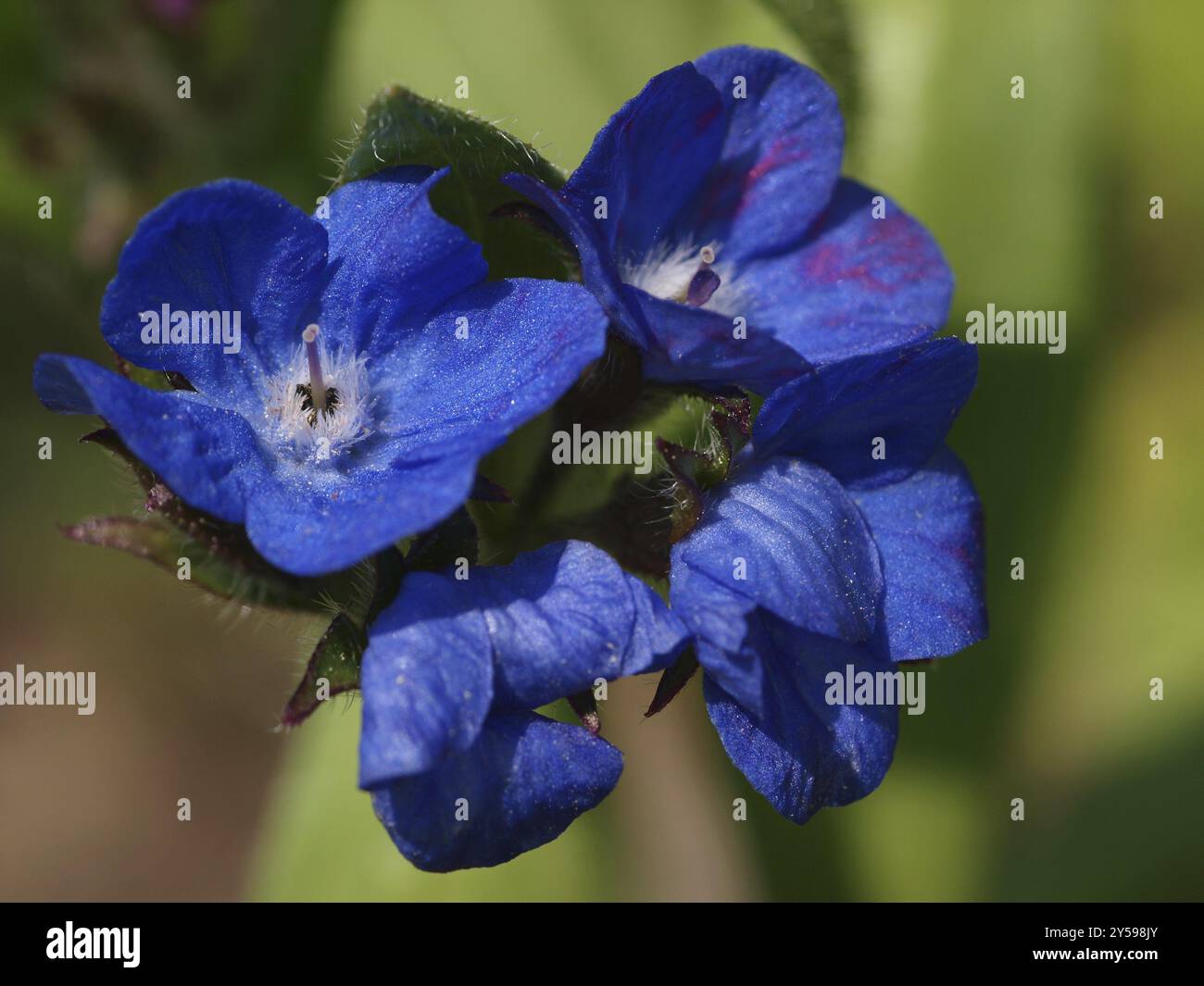 Grande lingua di bue Foto Stock