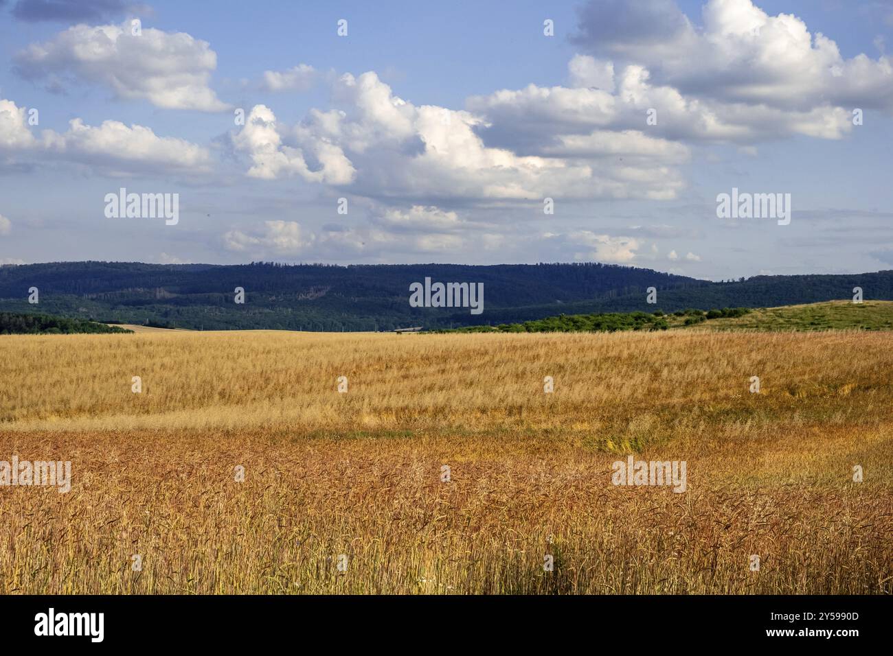 Campo di grano giallo dorato Foto Stock