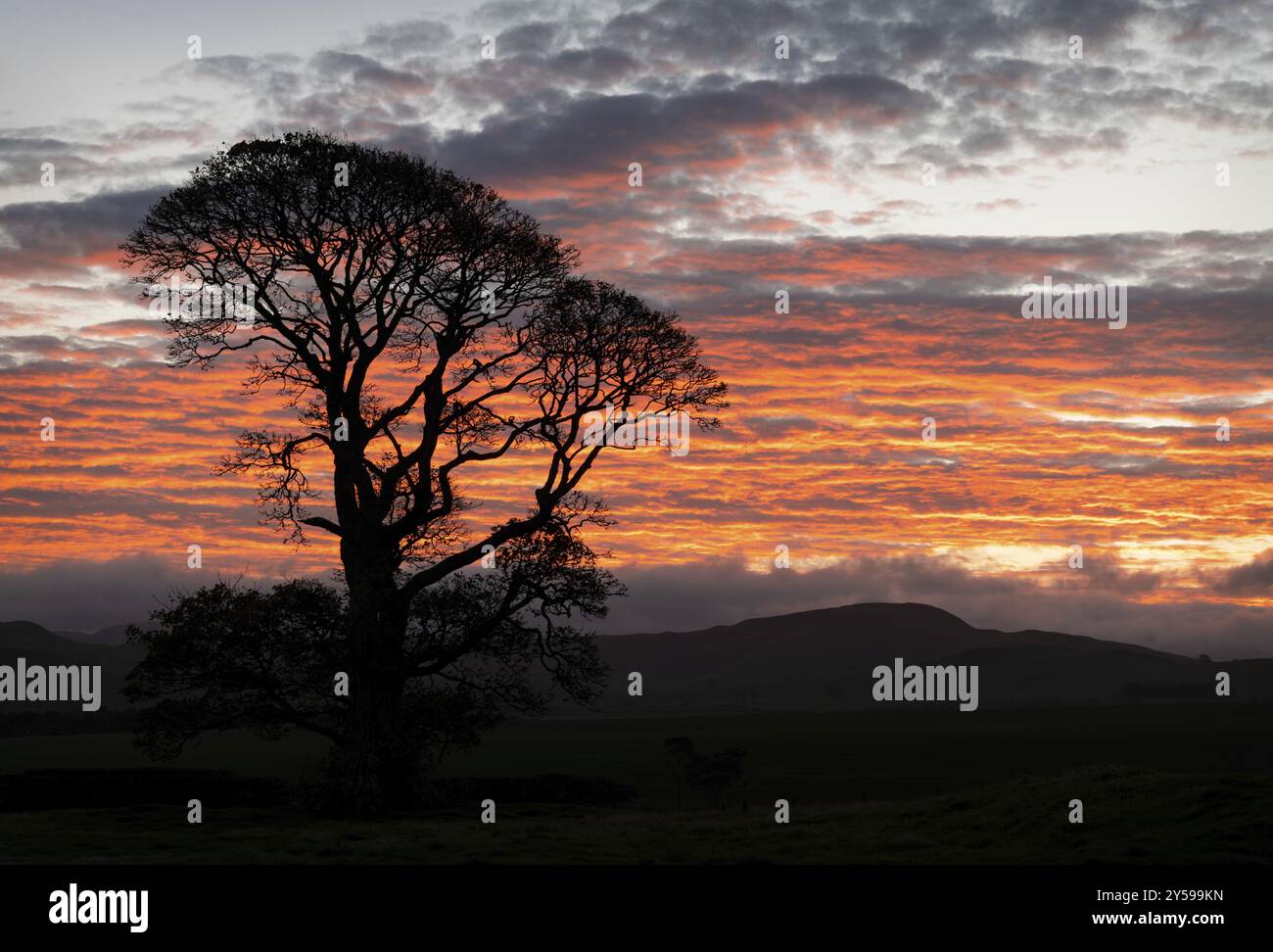 Una sagoma di albero all'alba, Scozia, Regno Unito, Europa Foto Stock