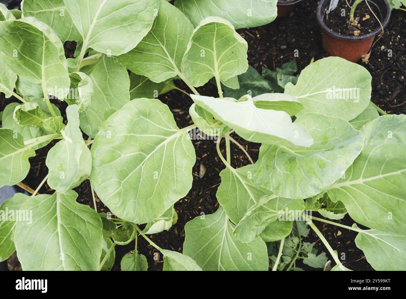 Coltivare la germogliera di bruxelles in un letto rialzato nel giardino Foto Stock