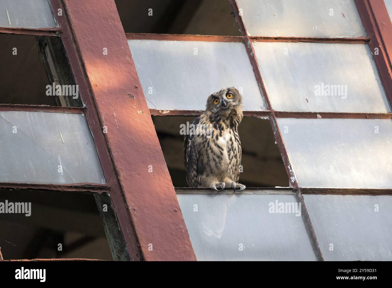 Un giovane gufo di aquila si trova nella finestra del pozzo 2 della miniera di Ewald a Herten Foto Stock