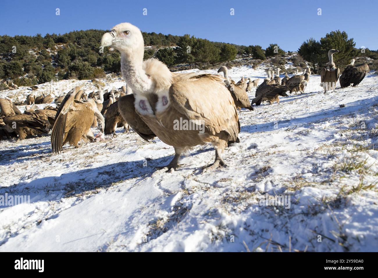 Un avvoltoio griffon con ampio angolo nella neve Foto Stock