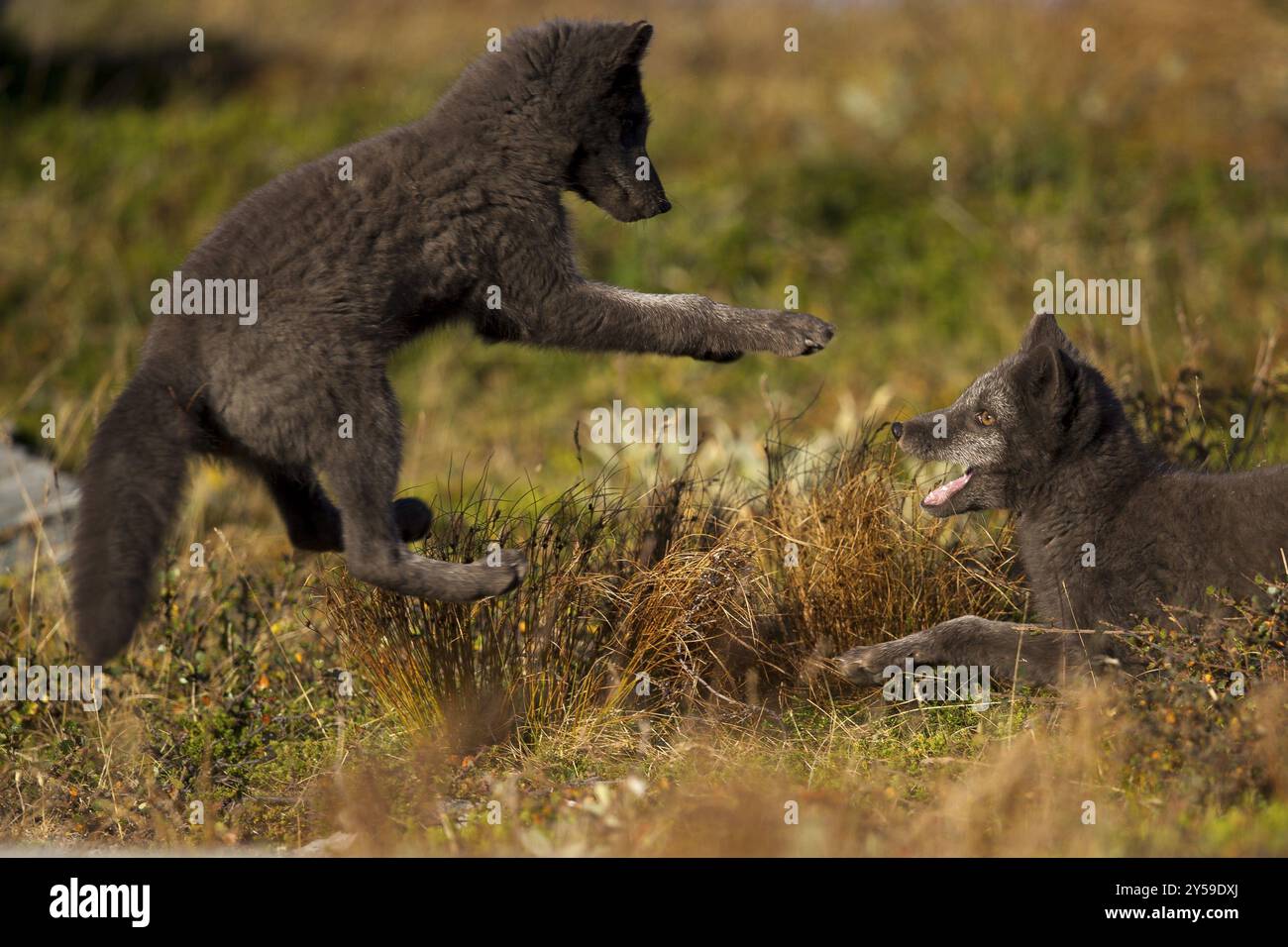 Una volpe artica che salta verso il suo fratello Foto Stock