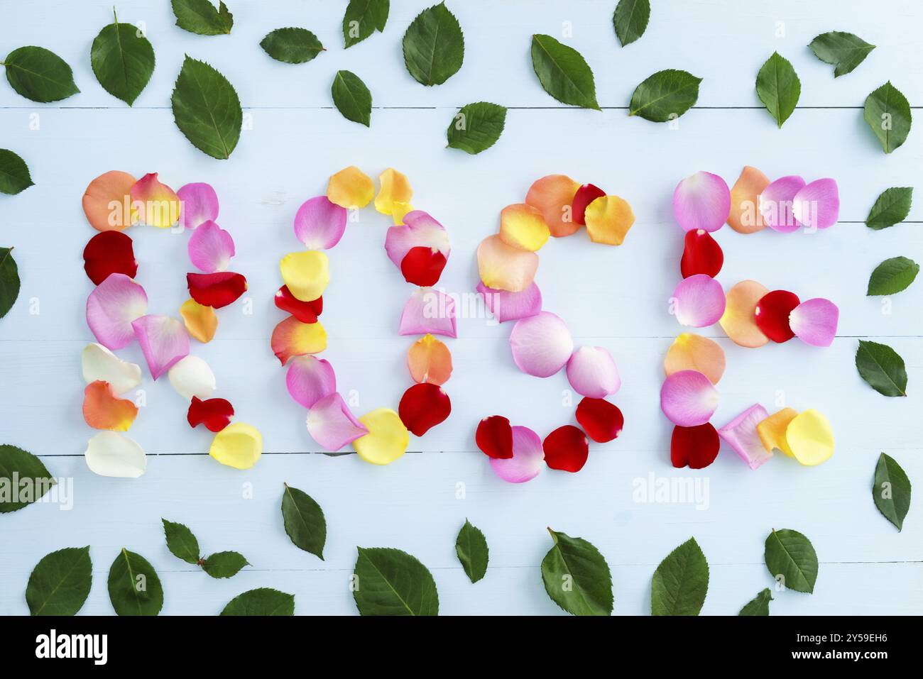 Rosa parola formata da petali di rosa colorati su sfondo azzurro Foto Stock