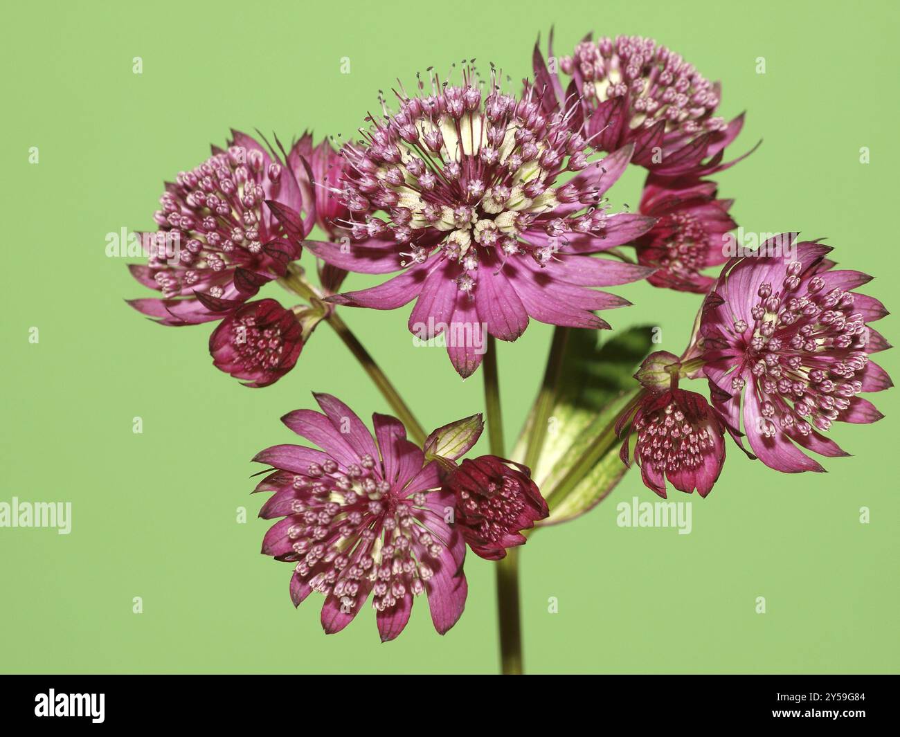 Umbel stellare Foto Stock