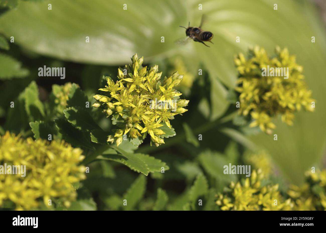 Sedum kamtschaticum Foto Stock