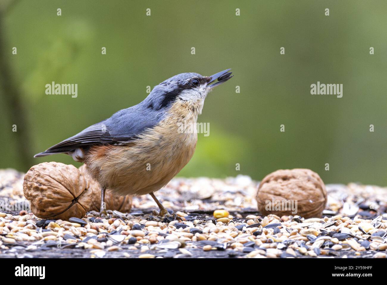 Dare da mangiare agli uccelli nuthatch Foto Stock