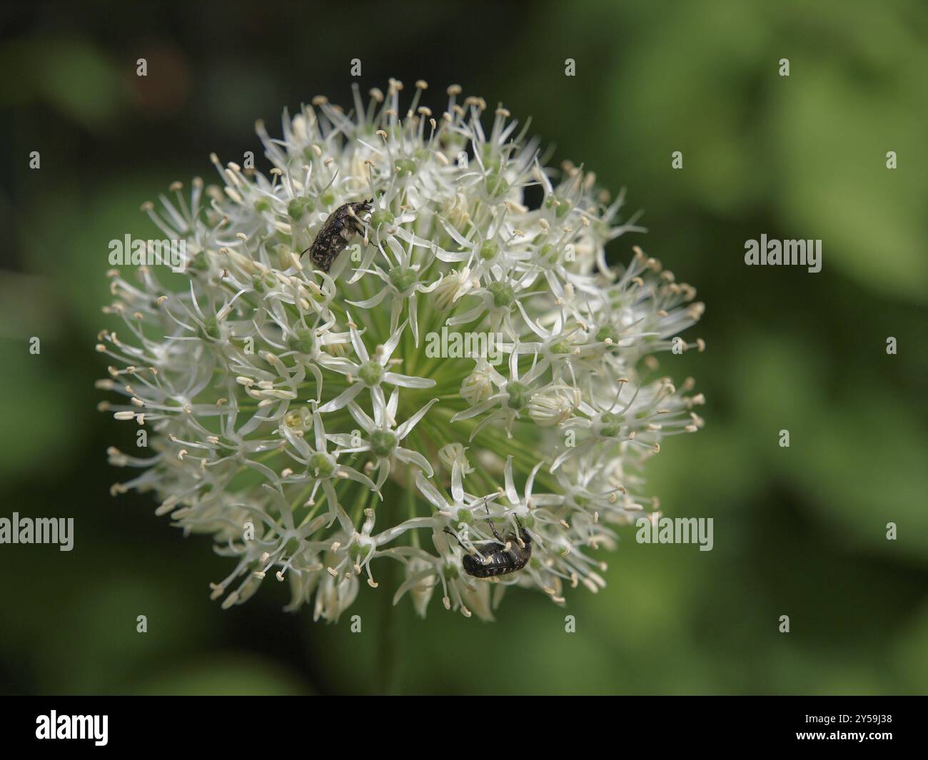 Porro ornamentale bianco Foto Stock