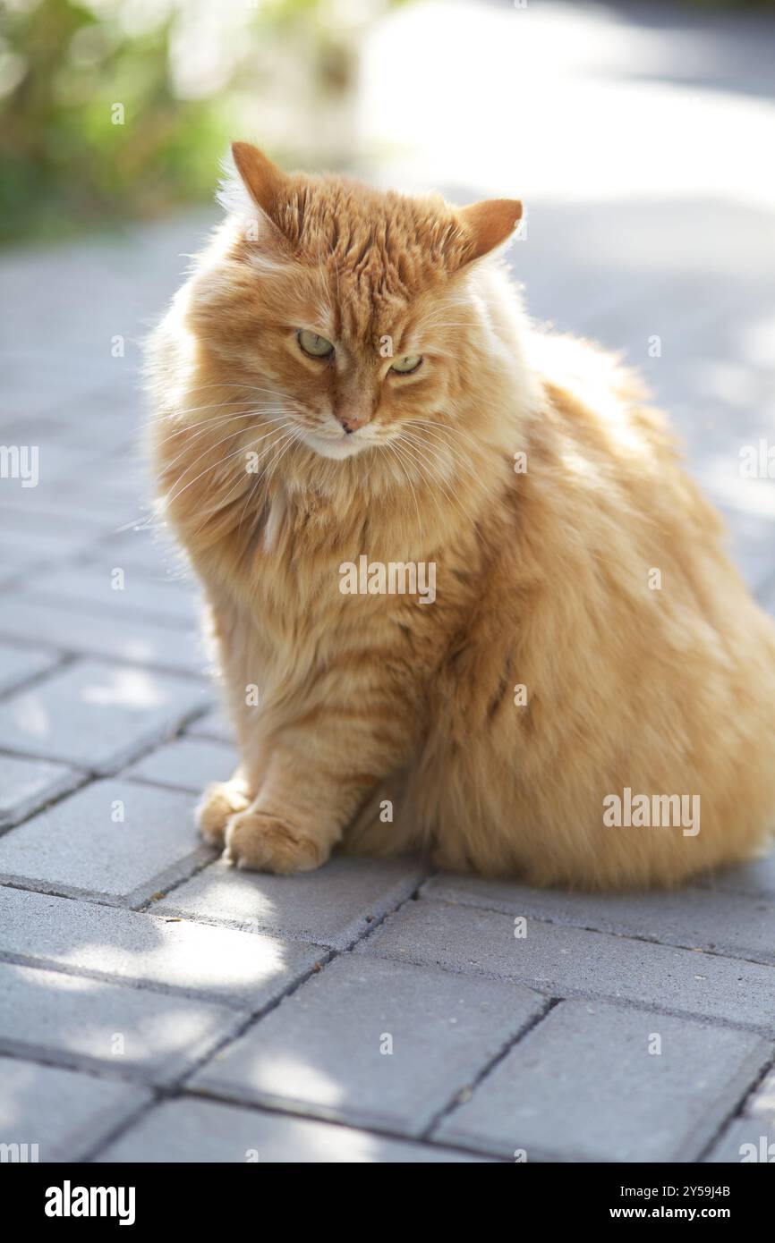 Un ritratto di un gatto dello zenzero seduto su piastrelle e guardando in lontananza in una giornata di sole. Primo piano. Foto Stock