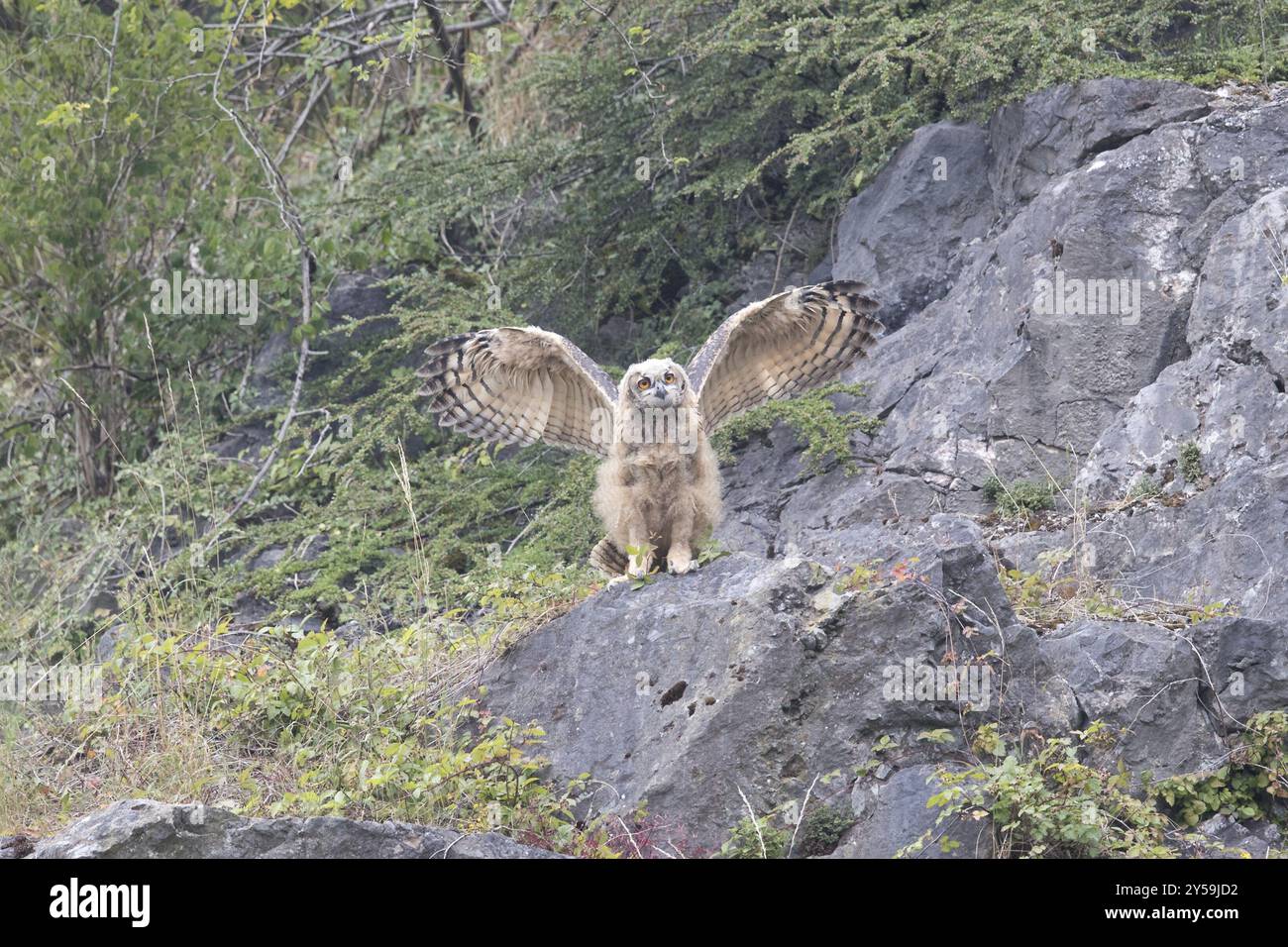 Vista frontale di una giovane gufo d'aquila durante le sue prime esercitazioni di volo in una cava Foto Stock