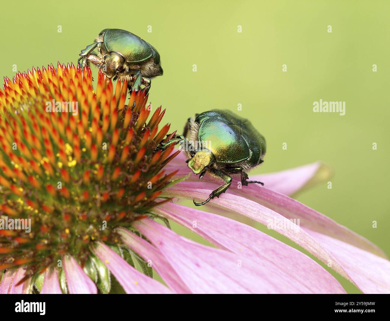 Due coleotteri chafer di rose su un'Echinacea Foto Stock