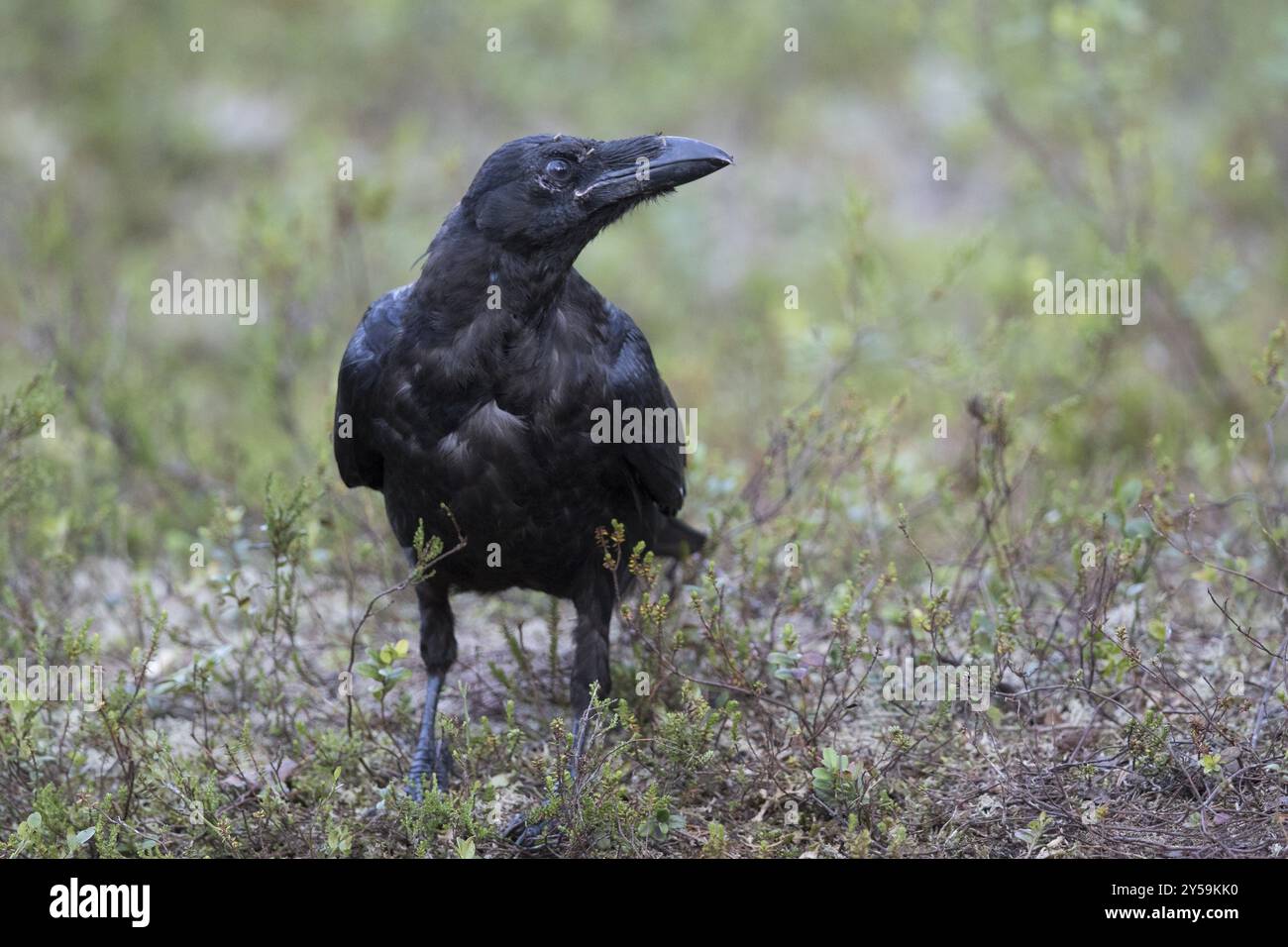 Raven davanti alla camera con la testa rivolta verso destra Foto Stock