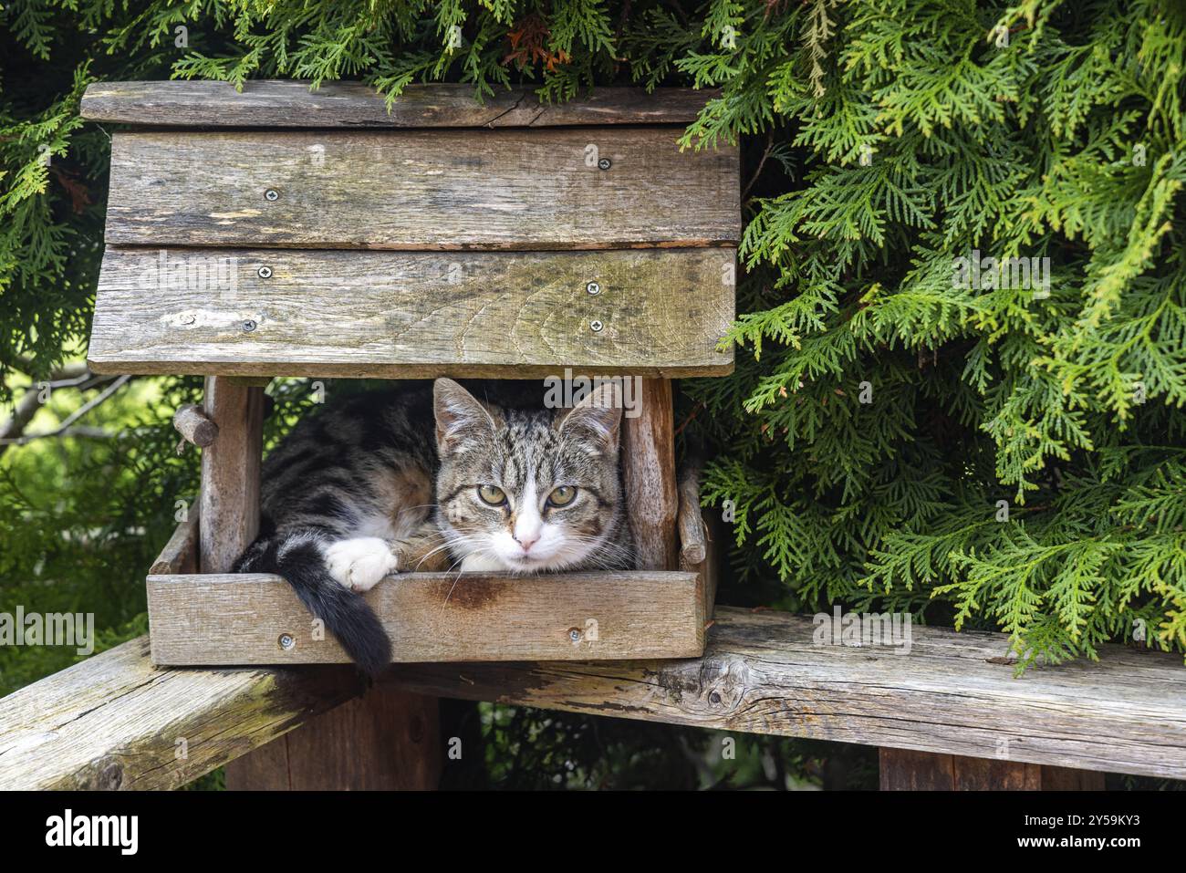 Gatto nascosto in una casa per uccelli Foto Stock