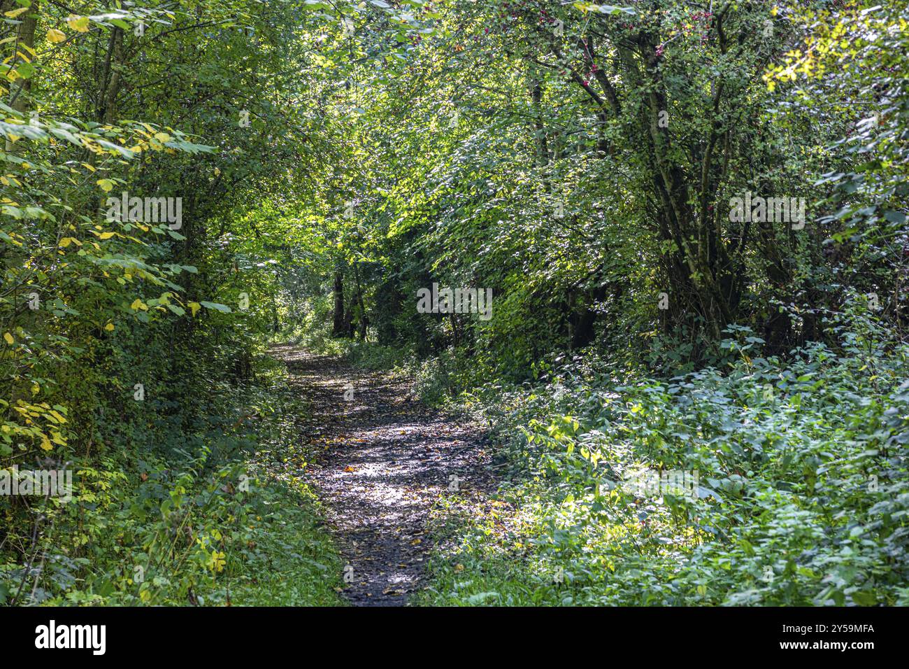 Sentiero Woodland in estate luce del sole Foto Stock