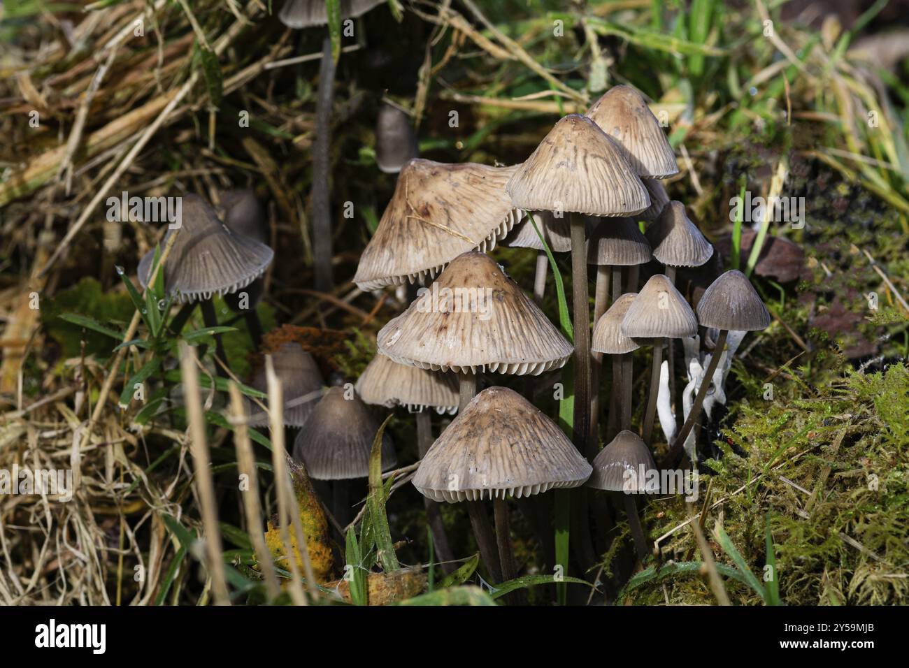 Gruppo di funghi, Northumberland, Inghilterra, Regno Unito, Europa Foto Stock