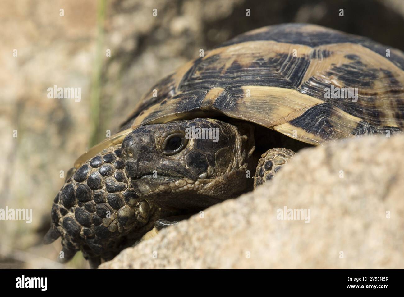 Una tartaruga con denti spuri tra rocce Foto Stock