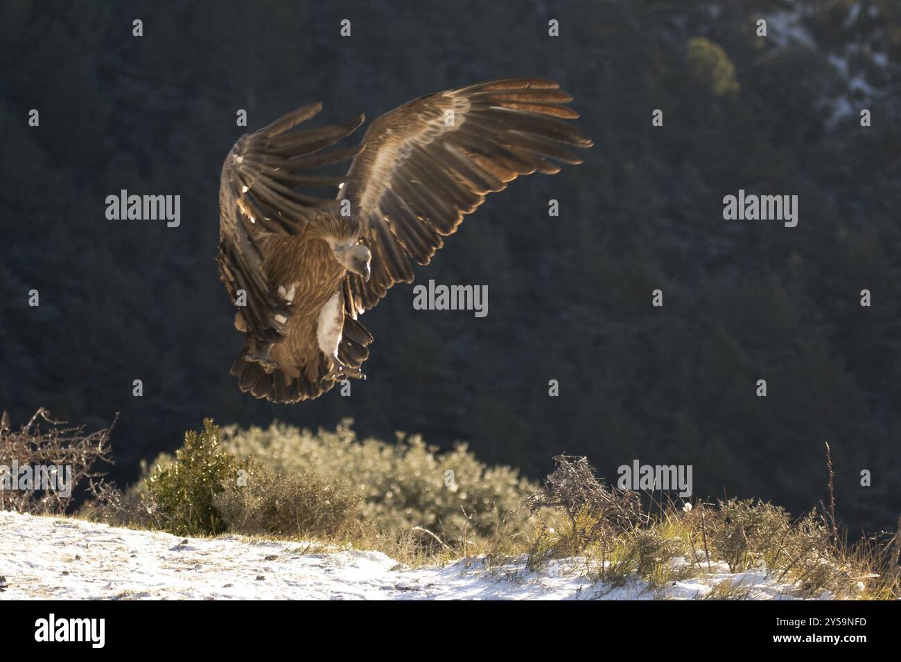 Un avvoltoio griffon atterra con ali allungate nei Pirenei innevati Foto Stock