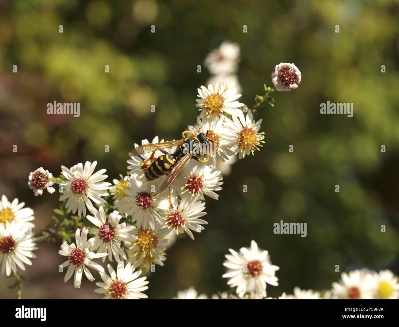 Autunno aster con vespa Foto Stock