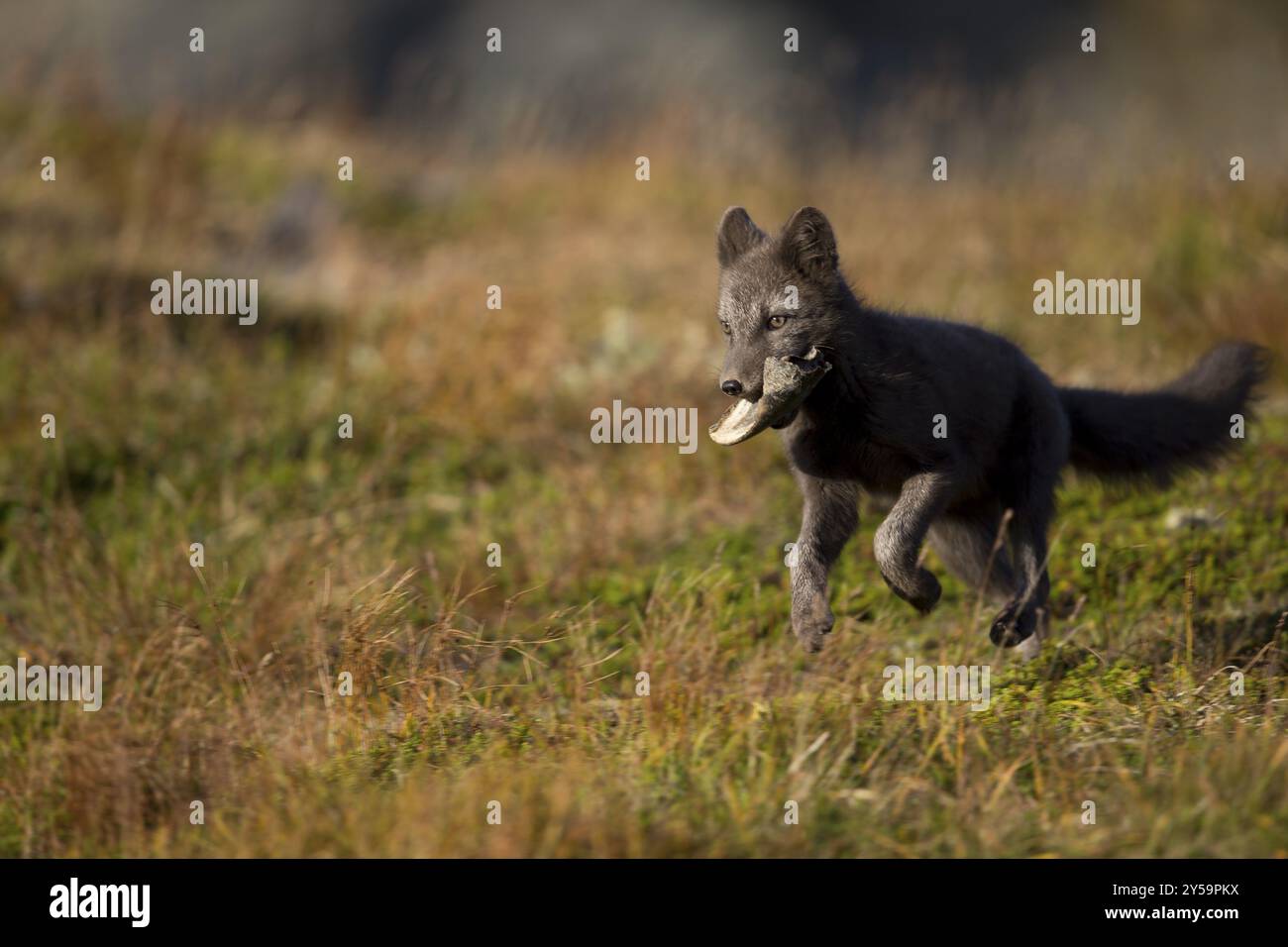 Una volpe polare gioca con un osso in bocca su un prato alto in vista laterale Foto Stock