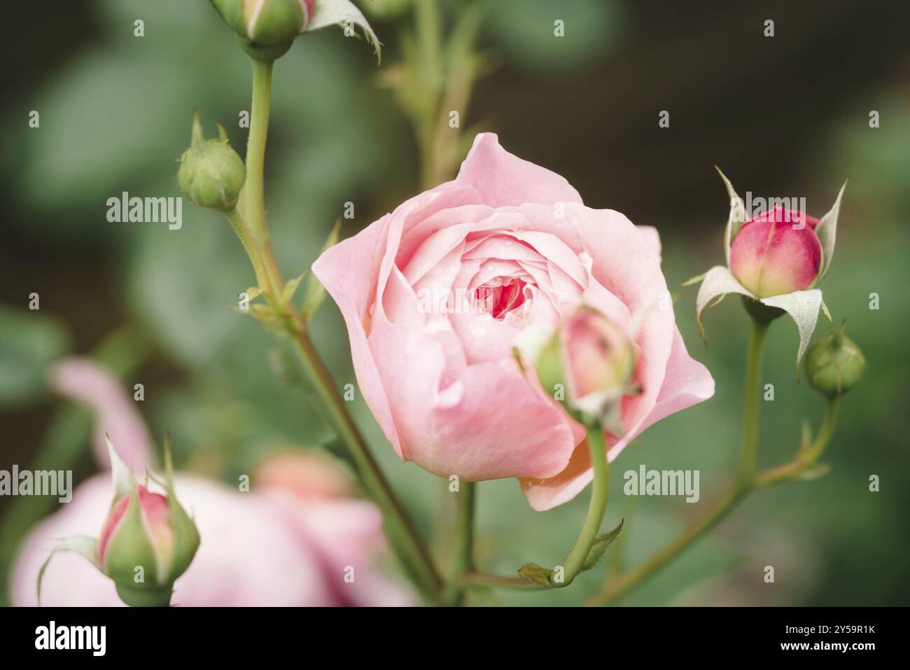 Rosa chiaro giardino inglese rosa nel giardino di giorno Foto Stock