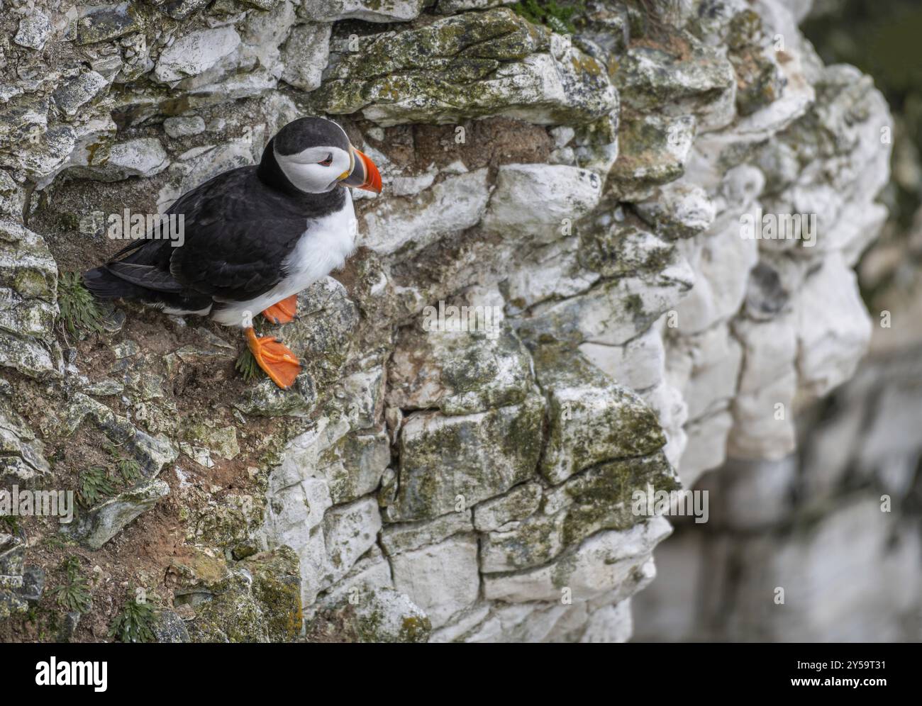 Puffin, Bempton Cliffs, Yorkshire, Inghilterra, Regno Unito, Europa Foto Stock