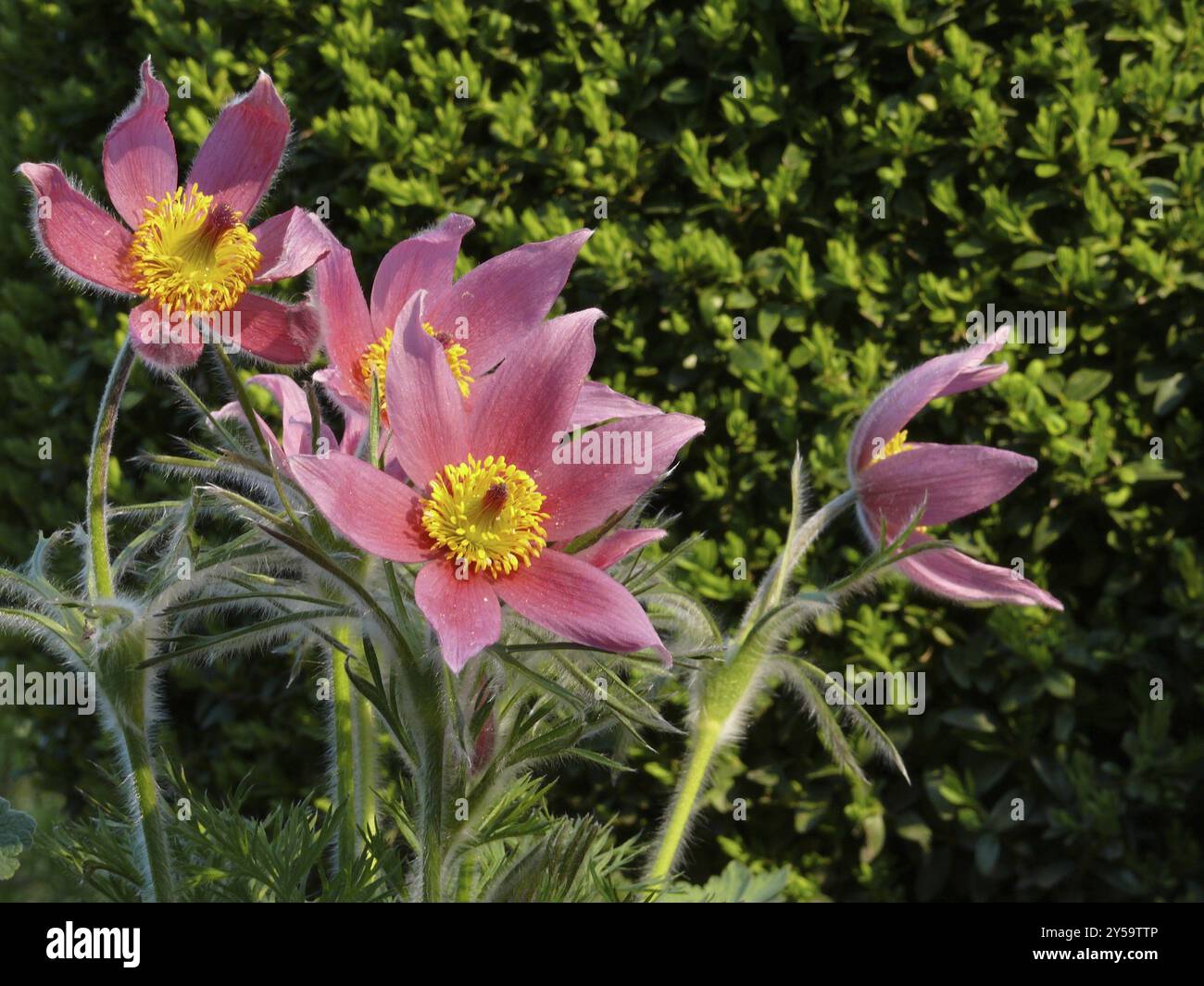 Cowslip, fiore pasque Foto Stock