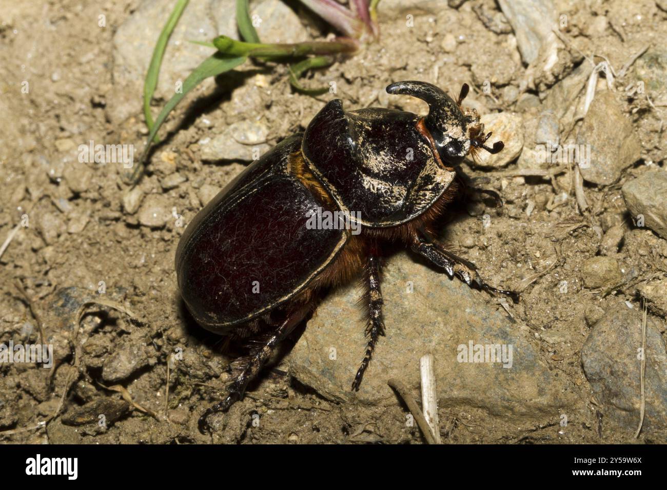 Scarabeo del rinoceronte, il maschio si arrampica sulle pietre Foto Stock