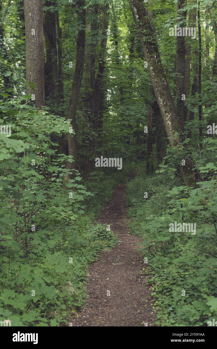 Foresta di stretta viuzza leggermente fatto circolare attraverso la alberi molto alti, da qualche parte vicino alla città tedesca Schwabisch Hall Foto Stock