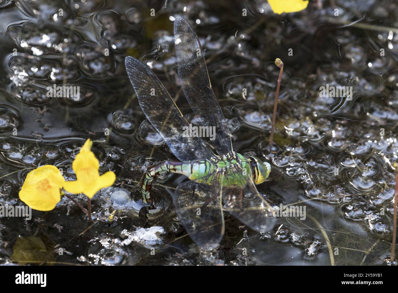 Deposizione delle uova nella libellula dell'Imperatore Foto Stock