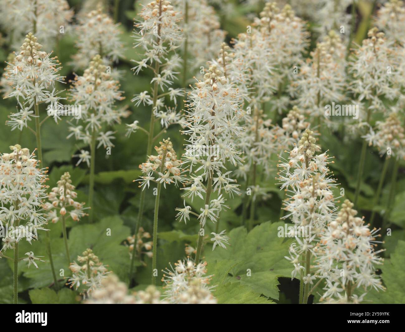 Tiarella wherryi Foto Stock