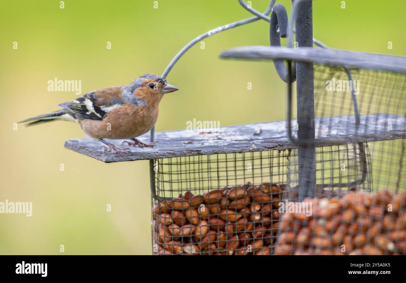 Fringuello su alimentatore di arachidi Foto Stock