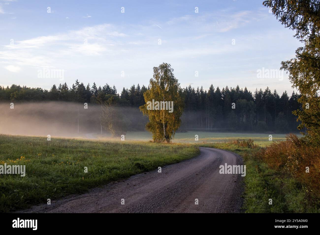 Percorso mattutino in un'atmosfera da campo con alberi a gomito e nebbia Foto Stock