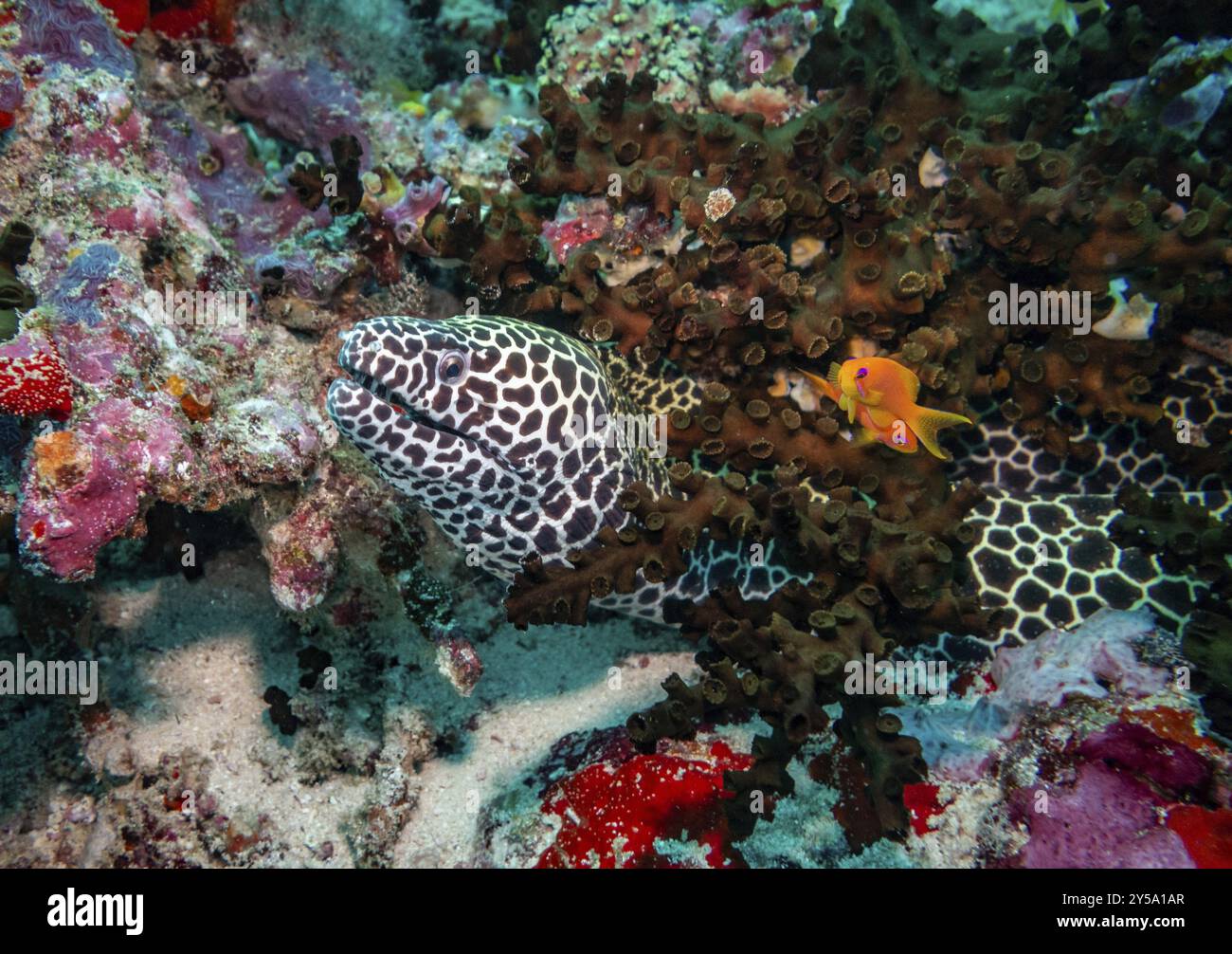 Anguilla Moray allacciata, Maldive, Asia Foto Stock