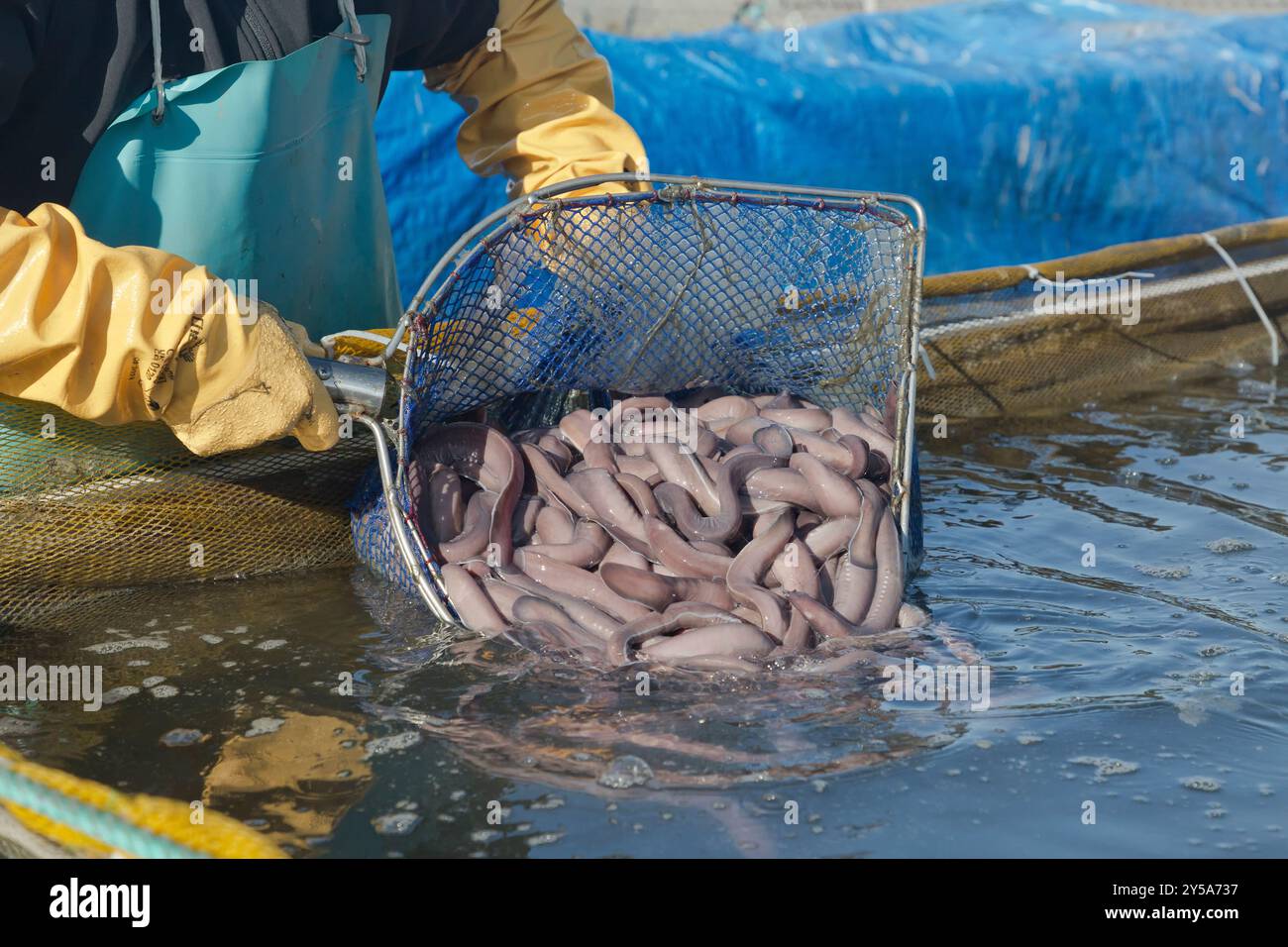 Pesce del Pacifico "Myxini" Slime Anel catch. I pesci Hagfish sono animali simili alle anguille. Eptatretus stoutii. Foto Stock