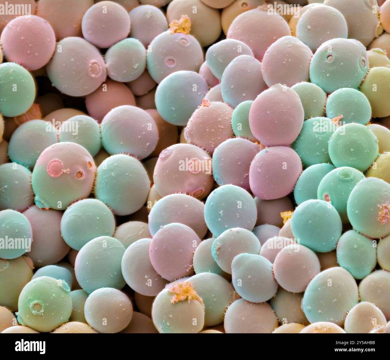 Cellule di lievito. Micrografia elettronica a scansione colorata (SEM) di cellule di lievito utilizzate per la produzione di champagne (Saccharomyces cerevisiae). Questo fungo è costituito da singole cellule vegetative. Le piccole cellule figlie possono essere viste nascere da alcune delle cellule madri più grandi. Una volta che avranno raggiunto la loro dimensione completa, le cellule figlie saranno indistinguibili dalle cellule madri. S. cerevisiae fermenta lo zucchero, producendo alcol e anidride carbonica nel processo. Viene utilizzato anche nella produzione di birra e pane. Ingrandimento: X2000 se stampato a 10 centimetri di larghezza Foto Stock