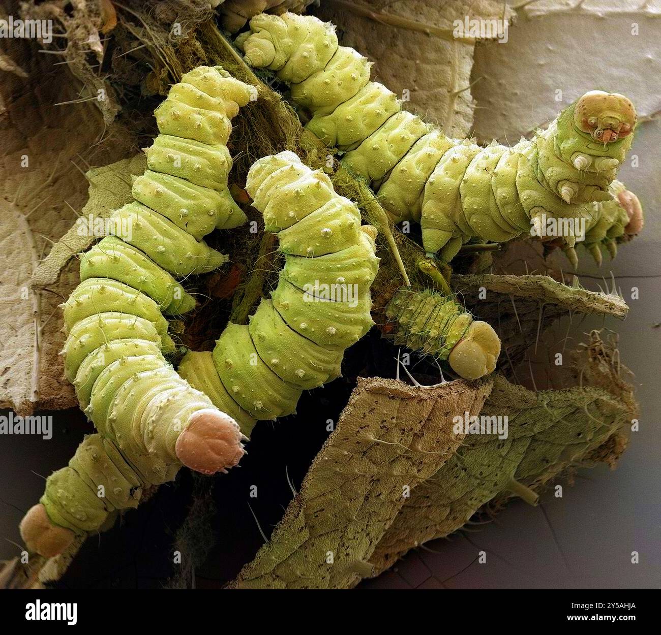 I pilastri su una foglia. Micrografia elettronica a scansione colorata (SEM) dei pilastri caterpidotteri (Order Lepidoptera) su una foglia. Ingrandimento: X10 se stampato a una larghezza di 10 centimetri. Foto Stock