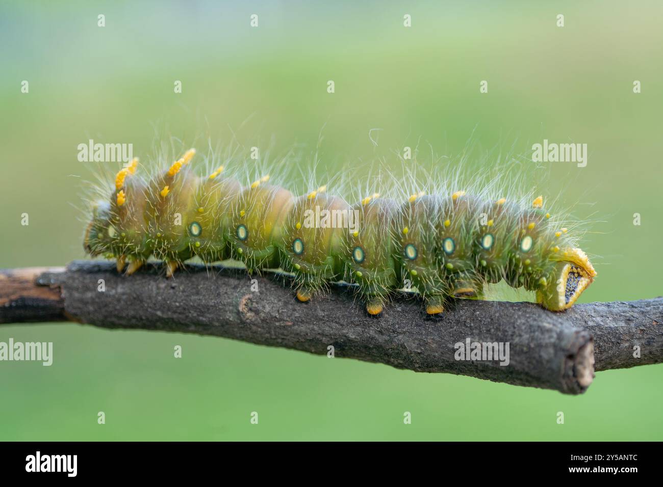 Primo piano di Moth Imperiale verde chiaro su avambraccio con sfondo blu. Foto Stock