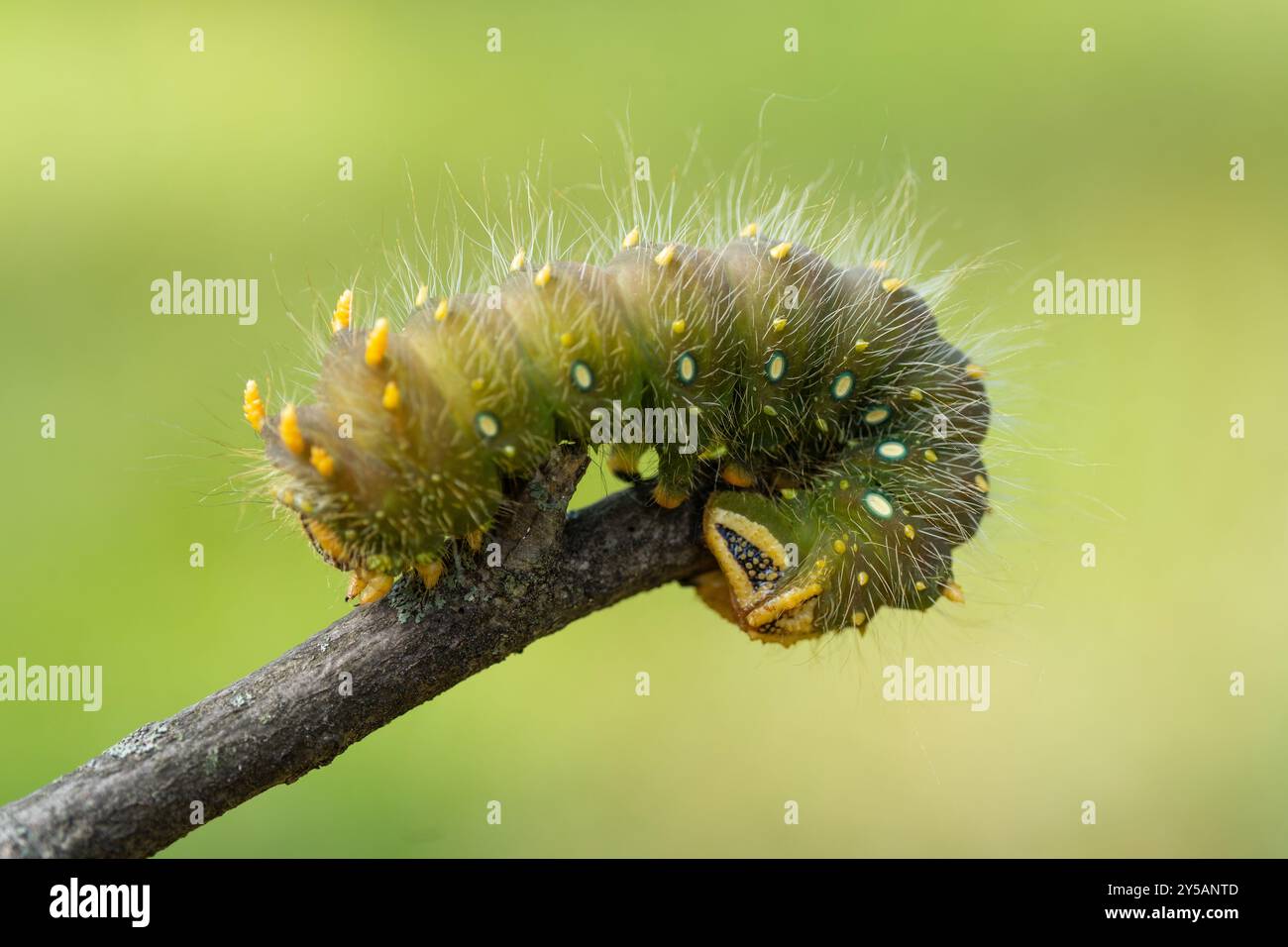 Primo piano del bruco imperiale verde che strizza sull'avambraccio. Foto Stock