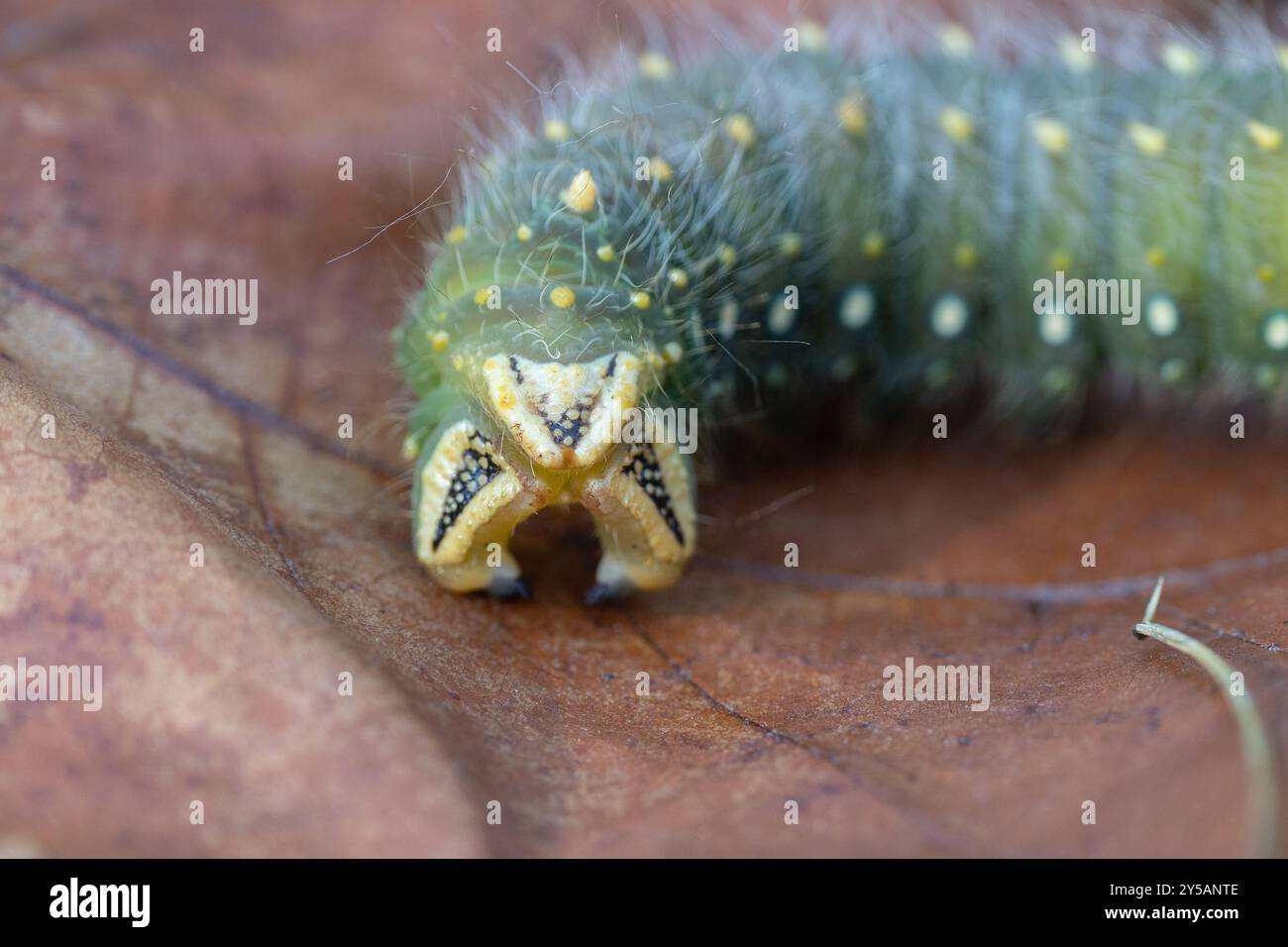 Primo piano del bruco imperiale verde chiaro sulla foglia. Foto Stock