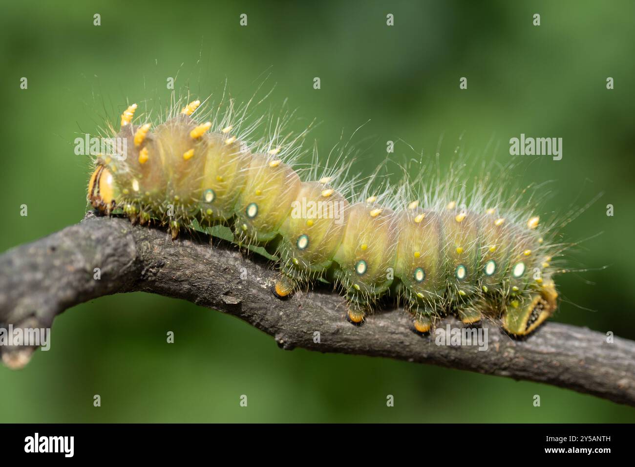 Green Hairy Imperial Moth Crawls sul ramo degli alberi Foto Stock