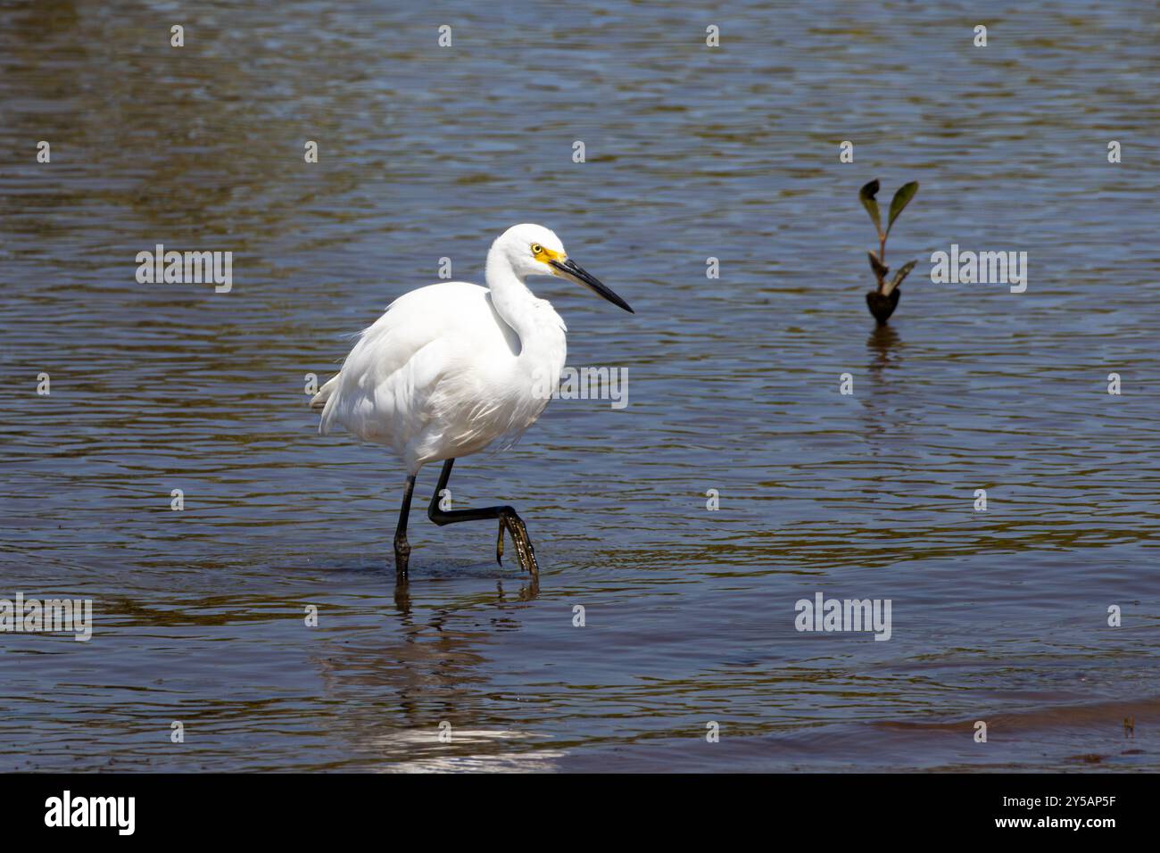 Un piccolo guado di Egret in acqua con la bassa marea Foto Stock