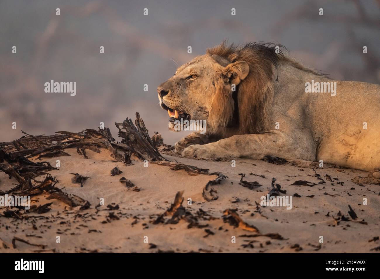 Leone adattato nel deserto (Panthera leo) in Namibia, Africa Foto Stock