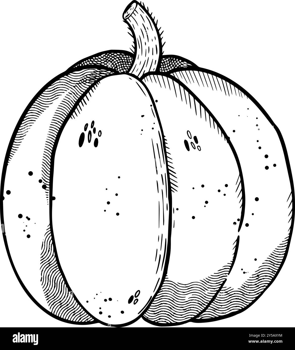 Si tratta di un'illustrazione in bianco e nero splendidamente dettagliata di una zucca, ideale per progetti a tema autunnale. Grafica vettoriale disegnata a mano per la progettazione di siti web, articoli, opuscoli, volantini, e-pack, etichetta o pubblicità. Illustrazione Vettoriale