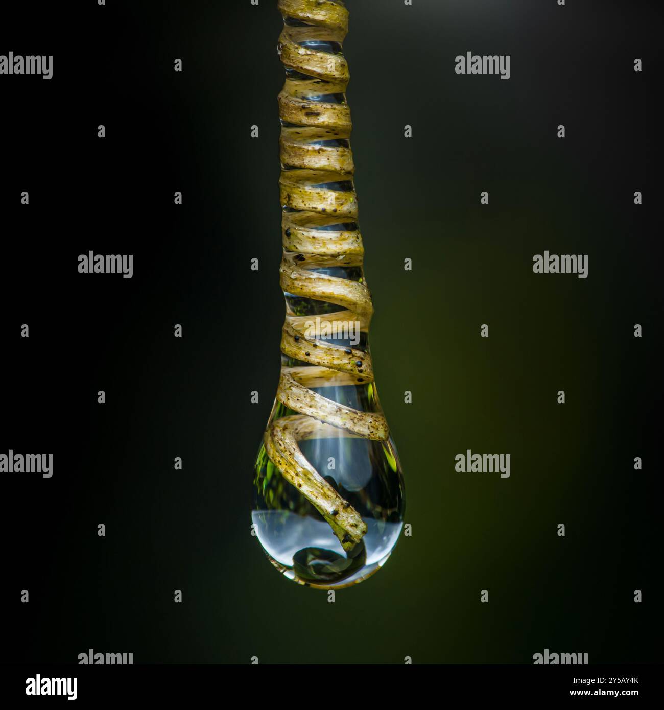 Una goccia d'acqua appesa al gambo a spirale di una pianta che cattura la luce. Foto Stock