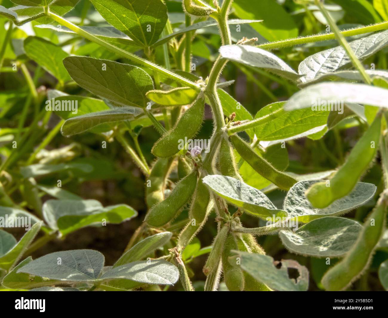 Specie vegetali di soia, soia o soia chiamate Glycine max. Baccelli verdi e pelosi sul campo agricolo. Fonte di cibo vegetariano di base. Foto Stock